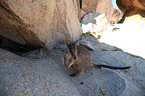 standing Allied rock kangaroo
