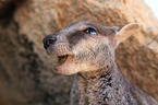 Allied rock kangaroo portrait