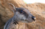 Allied rock kangaroo portrait