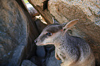 Allied rock kangaroo in the rock
