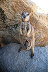 sitting Allied rock kangaroo