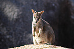 sitting Allied rock kangaroo