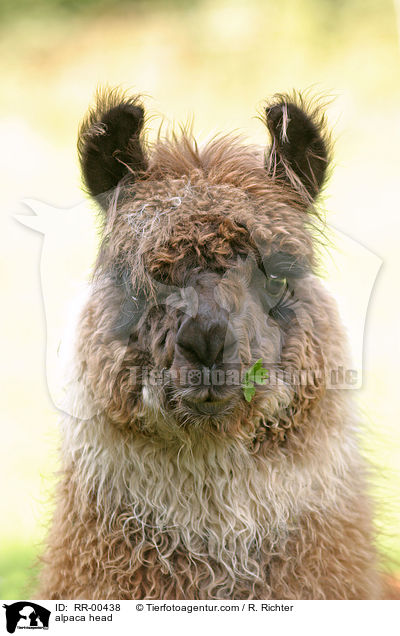 Alpaka Portrait / alpaca head / RR-00438