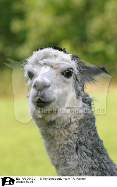 Alpaka Portrait / alpaca head / RR-00439