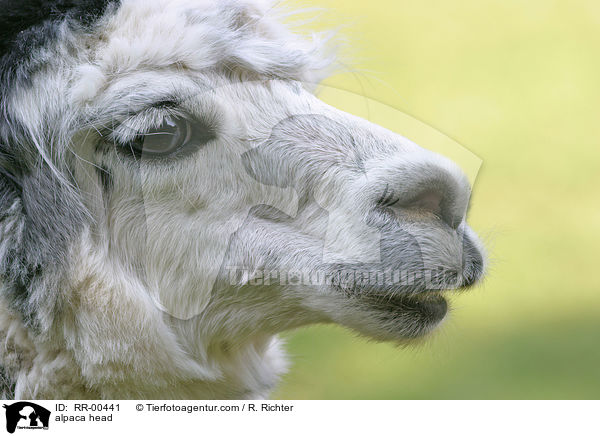 Alpaka Portrait / alpaca head / RR-00441