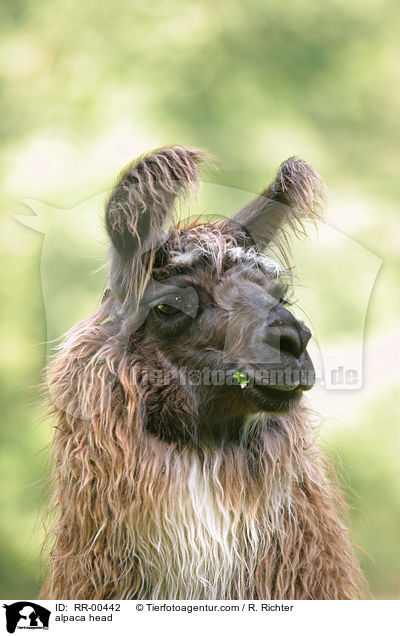 Alpaka Portrait / alpaca head / RR-00442