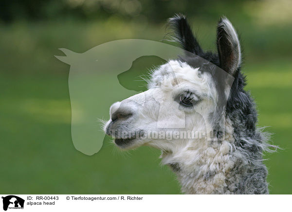 alpaca head / RR-00443