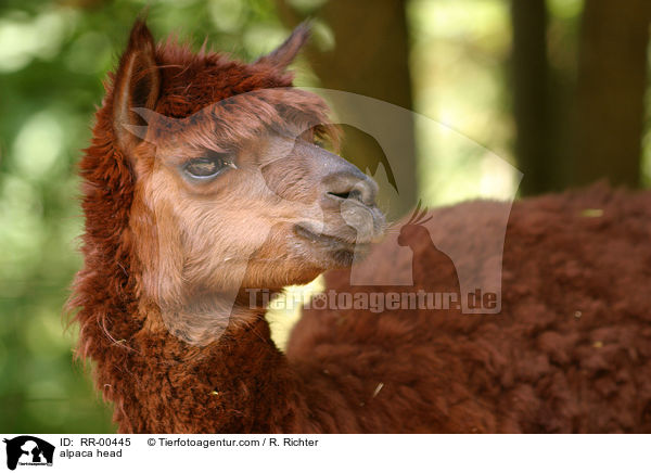 Alpaka Portrait / alpaca head / RR-00445