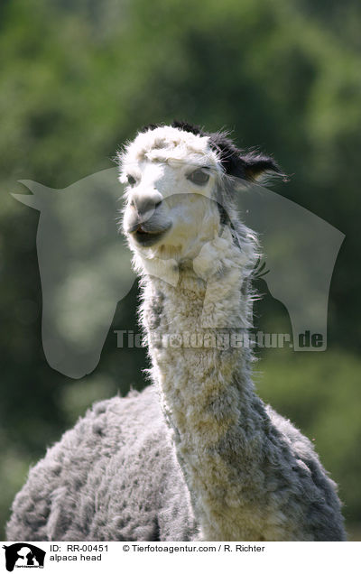 alpaca head / RR-00451