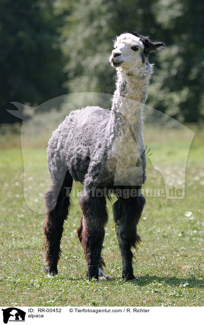 Alpaka / alpaca / RR-00452