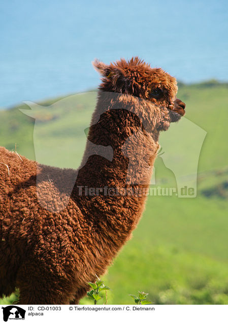 alpaca / CD-01003