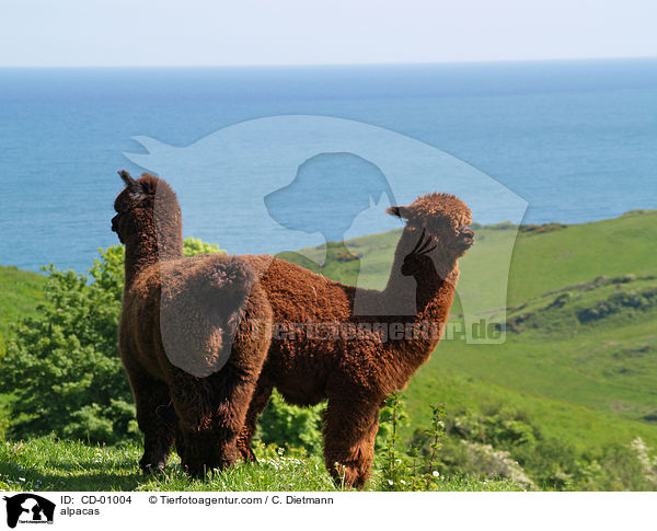 alpacas / CD-01004