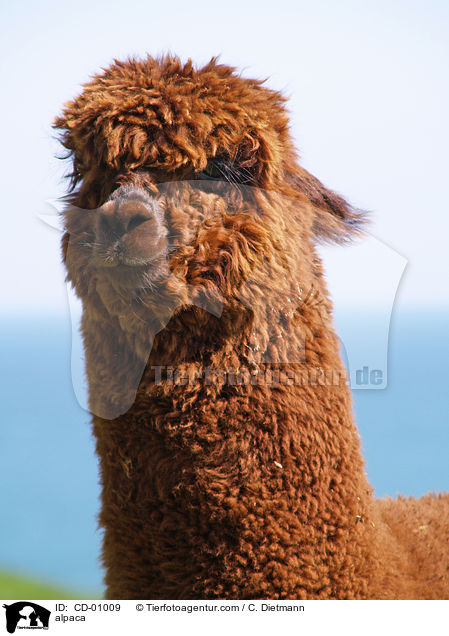Alpaka / alpaca / CD-01009