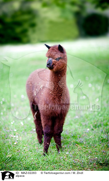 alpaca / MAZ-02283