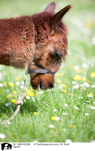 alpaca / MAZ-02286