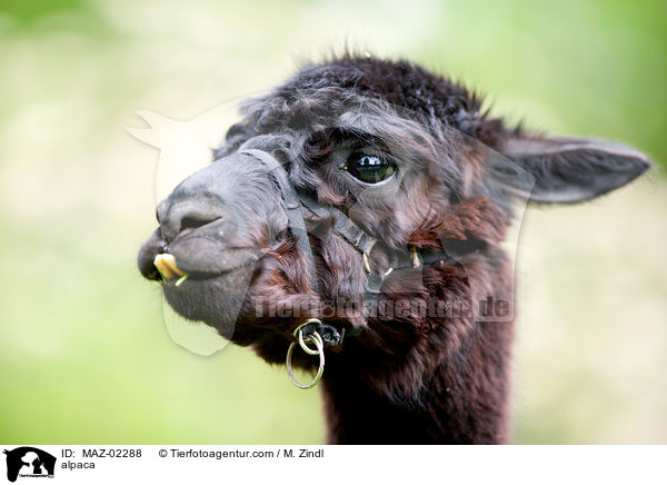 alpaca / MAZ-02288