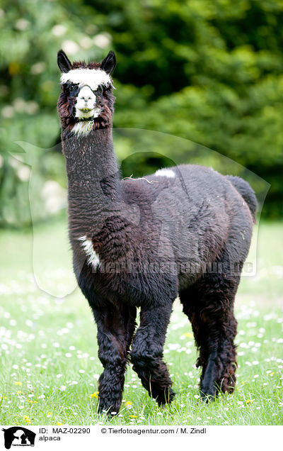 Alpaka / alpaca / MAZ-02290