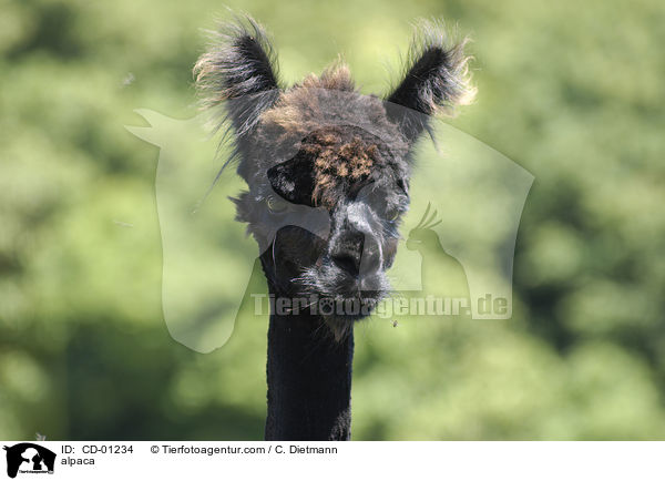 alpaca / CD-01234