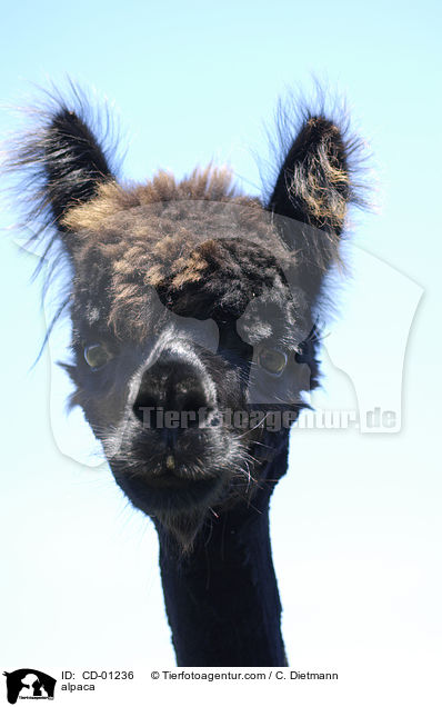 alpaca / CD-01236