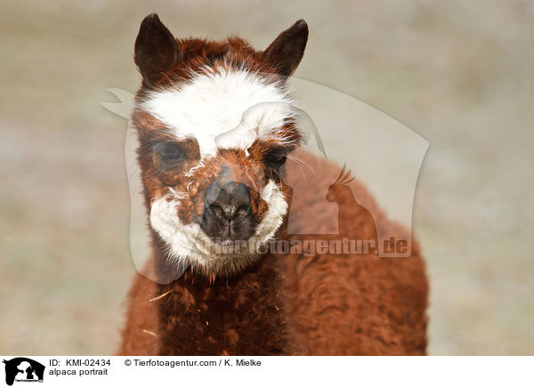 alpaca portrait / KMI-02434