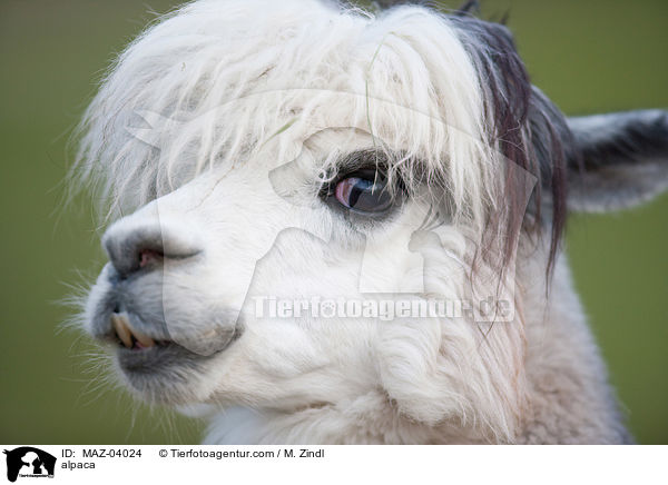 alpaca / MAZ-04024