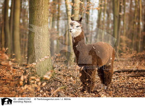 stehendes Alpaka / standing Alpaca / JAM-01242