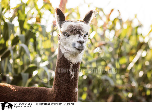 Alpaka Portrait / Alpaca portrait / JAM-01253