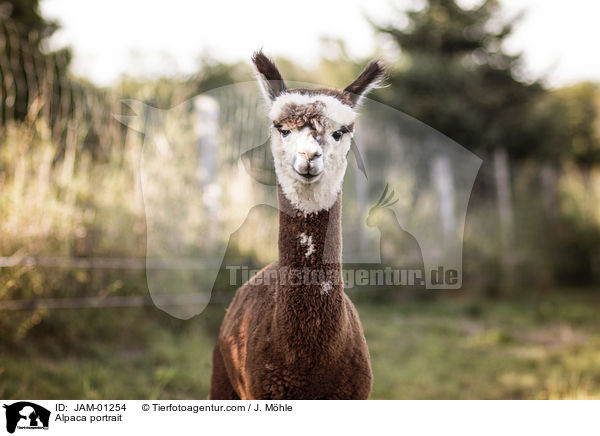 Alpaca portrait / JAM-01254