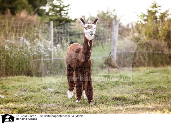 standing Alpaca / JAM-01257