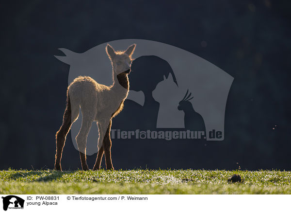 young Alpaca / PW-08831