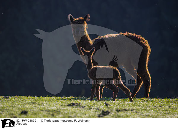 Alpacas / PW-08832