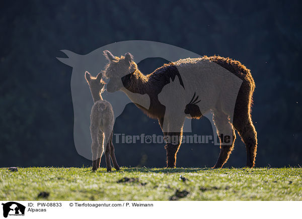 Alpacas / PW-08833