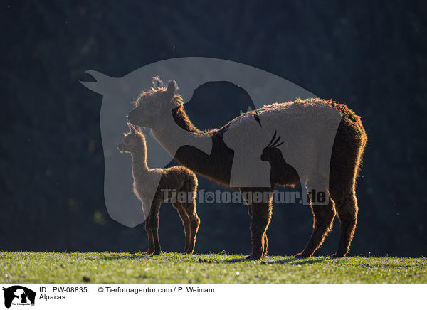 Alpacas / PW-08835