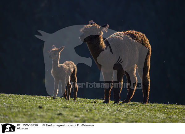 Alpacas / PW-08836