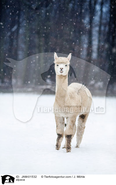 alpaca / JAM-01532
