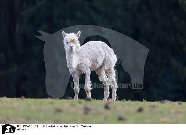 alpaca / PW-10571