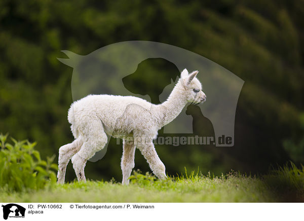 Alpaka / alpaca / PW-10662