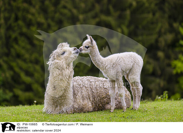 alpacas / PW-10665