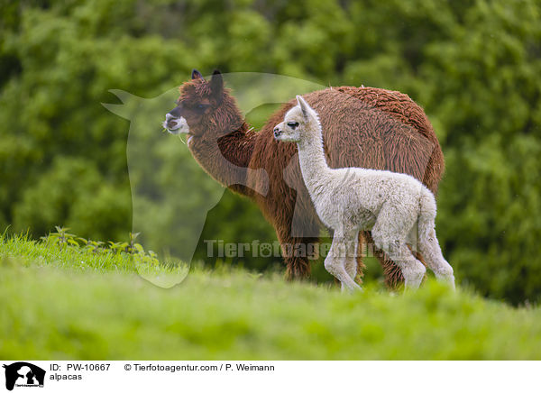 alpacas / PW-10667
