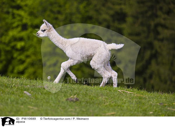 Alpaka / alpaca / PW-10689