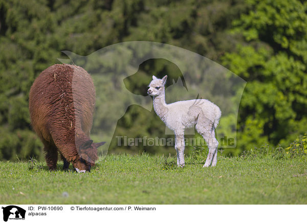 Alpakas / alpacas / PW-10690