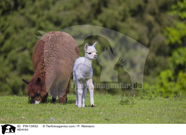 Alpakas / alpacas / PW-10692