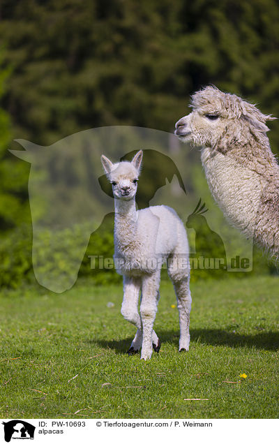 Alpakas / alpacas / PW-10693