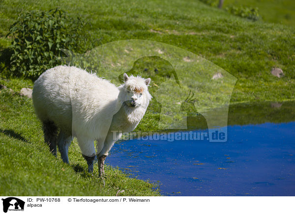 alpaca / PW-10768