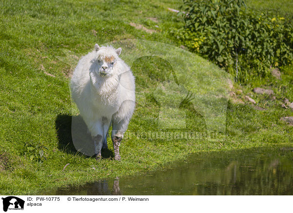 alpaca / PW-10775