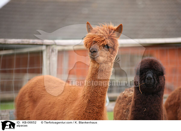 alpacas / KB-06652