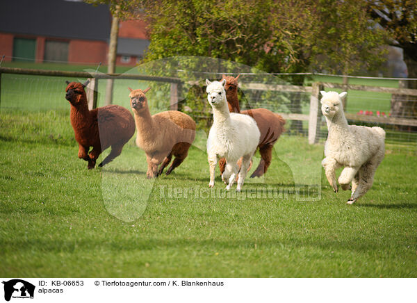 alpacas / KB-06653