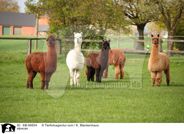 Alpakas / alpacas / KB-06654