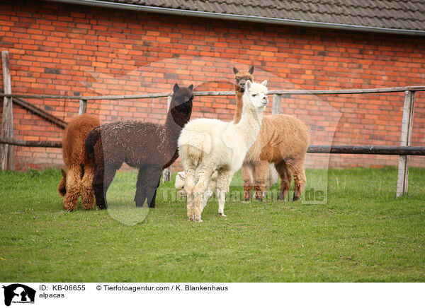 alpacas / KB-06655