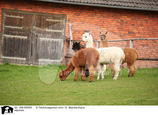 alpacas / KB-06656